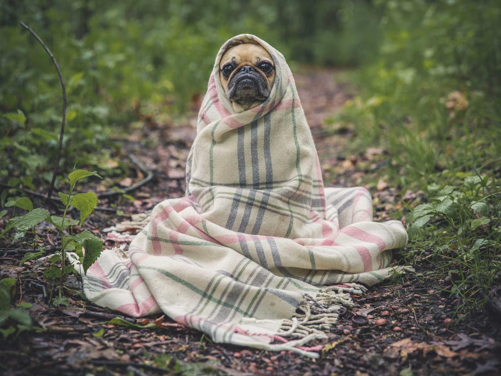 Pug