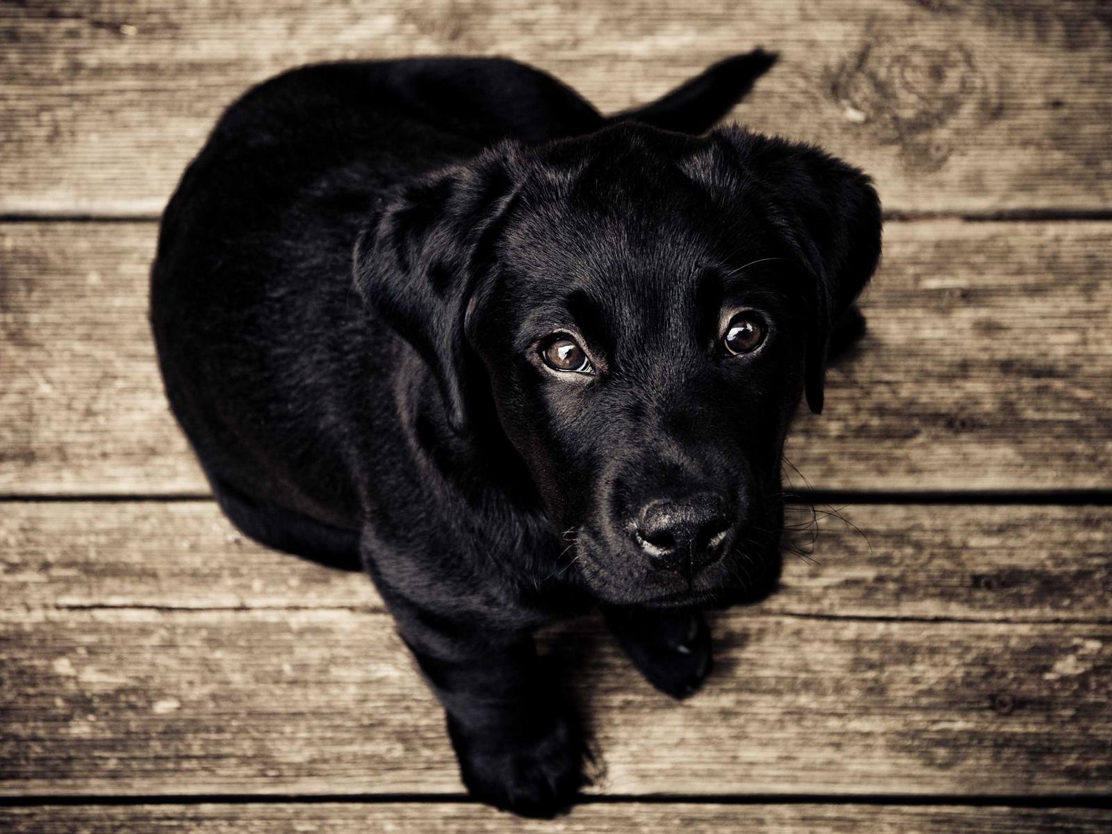 Puppy